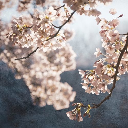 Painterly spring blossom